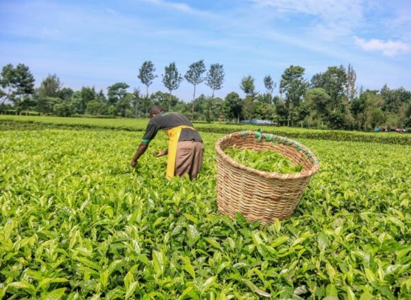 Tea-File-Photo-min-1024x683-1
