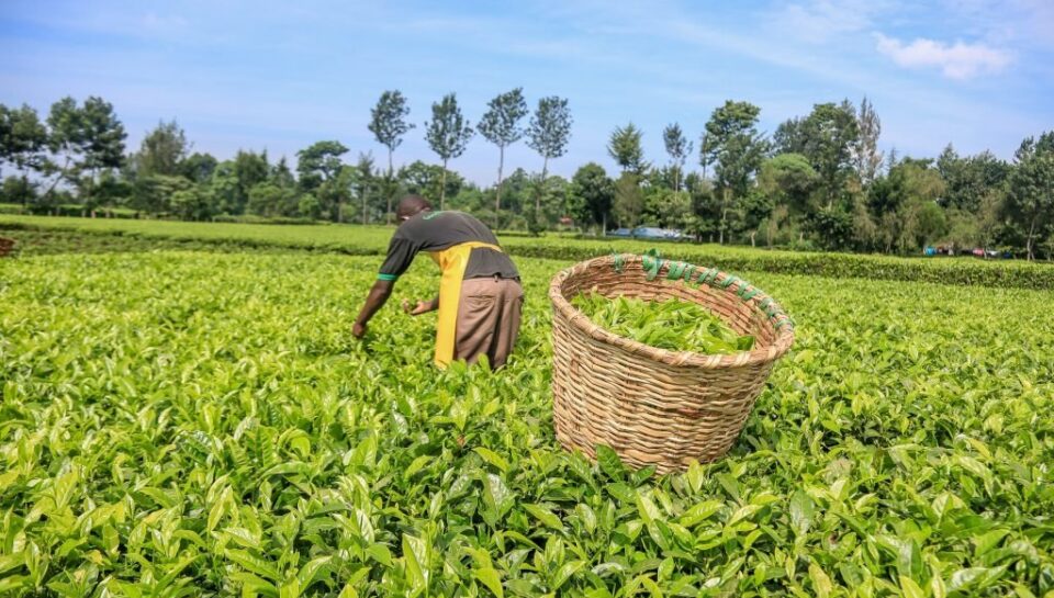 Tea-File-Photo-min-1024x683-1 Tea-File-Photo-min-1024x683-1